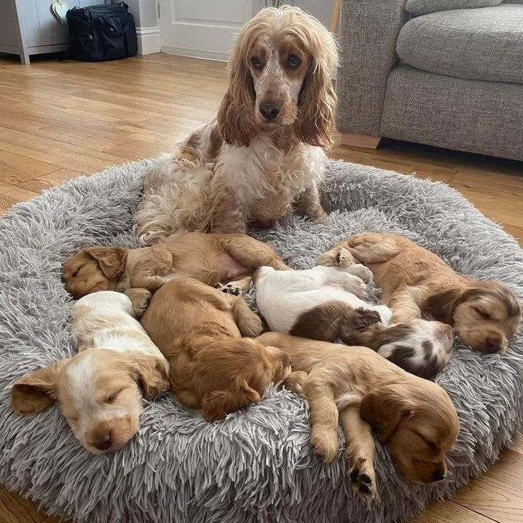 CozyNest™ Plush Dog & Cat Bed